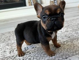 French Bulldogs